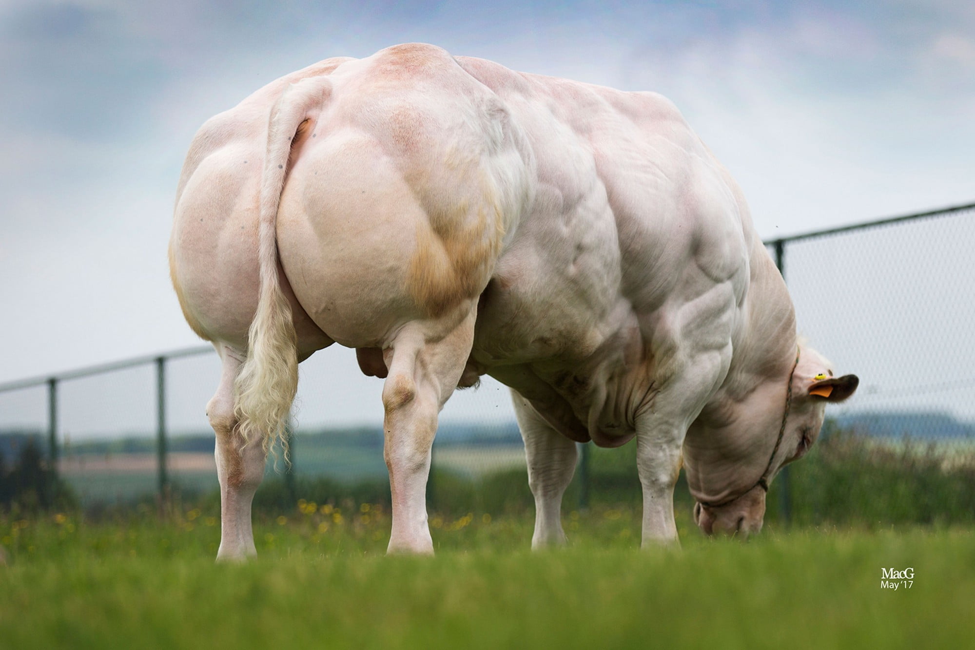 IDEAL DE PETIT WARET - Belgian Blue Group